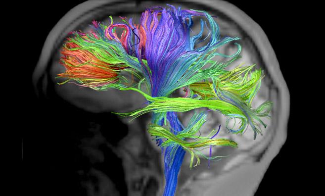 Corachan Neurociencia